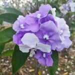 Brunfelsia pauciflora Květ