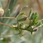 Medicago laciniata Φύλλο