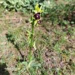 Ophrys provincialis Õis