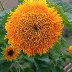 Helianthus annuusFlower