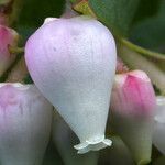 Arctostaphylos pallida Flor