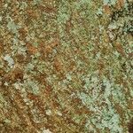 Erythrina lysistemon 樹皮