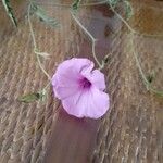 Convolvulus althaeoidesFlower