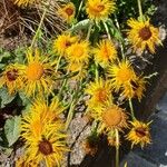 Inula magnifica Flower