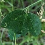 Passiflora lutea Leaf