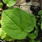 Valeriana tripteris Hoja