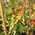 Ipomoea lobata Flower