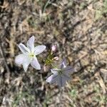Leucocoryne vittata Λουλούδι