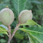 Genipa americana Fruit