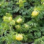 Corydalis nobilis Floro