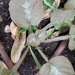 Pseuderanthemum alatum Hoja
