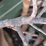 Ficus natalensis Bark