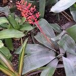 Aechmea miniataFruit