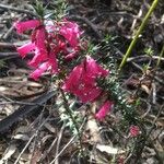 Epacris impressa 花