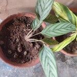 Ctenanthe setosa Liść