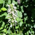 Betonica officinalis Flower