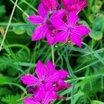 Dianthus carthusianorumFlower