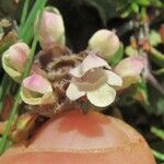 Prunella laciniataBlomst