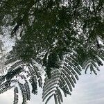 Delonix regia Leaf