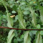 Asplenium friesiorum Folha