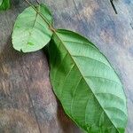 Conceveiba guianensis Лист