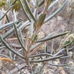 Helianthemum syriacum Hoja