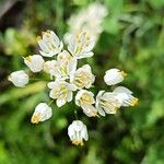 Allium subvillosum Çiçek
