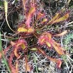 Drosera anglica برگ