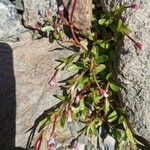 Epilobium anagallidifolium फूल