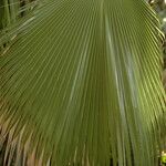 Pritchardia martii Hoja