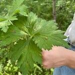 Geranium erianthum Hoja