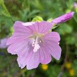 Malva alcea Blomma