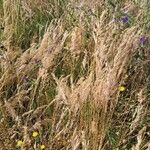 Bromus madritensis Habit