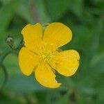 Ranunculus repensफूल