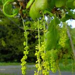 Quercus robur Fula