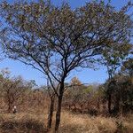 Terminalia stenostachya Habit