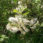 Salix hastataFlower