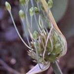 Allium oleraceum Fleur