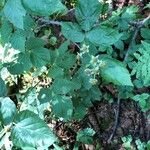 Rubus polonicus Leaf