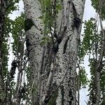 Populus × tomentosa Corteza