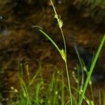 Carex remota Folla