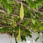 Wisteria frutescens Fruit