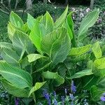 Canna x generalis Habit