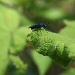 Rubus alceifolius Frunză