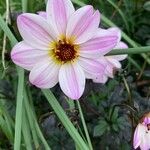 Dahlia merckii Flower