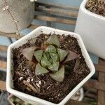 Haworthia mutica Hoja