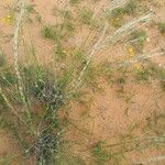 Stipagrostis ciliata Likasa