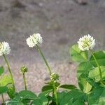 Trifolium nigrescens Altro