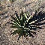 Agave palmeri Ліст