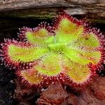 Drosera cuneifolia Leaf